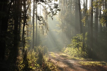 Fototapeta na wymiar Path through the woods on a foggy autumn morning