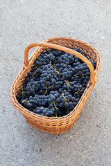 Fototapeta na wymiar fresh grapes in big basket