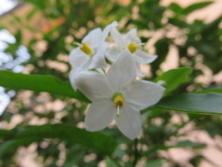 Fiore da giardino