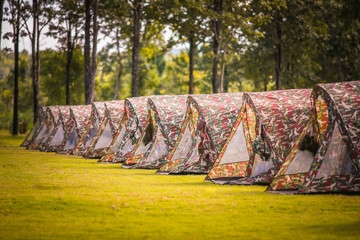 Adventures, camping, tourism and tents under the scenery of pine forest Outdoor in the morning Tourism concept
