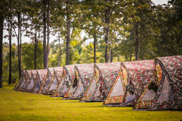 Adventures, camping, tourism and tents under the scenery of pine forest Outdoor in the morning Tourism concept