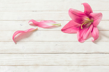 pink lily flowers on white wooden background