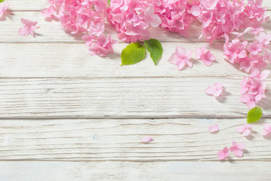 pink hydrangea on white wooden background