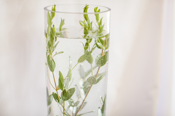 glass vase filled with water in selective focus, green plant with small leaves and air bubbles inside it.