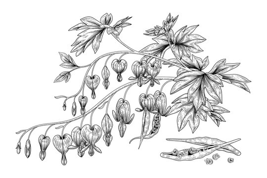 Sketch Floral. Bleeding Heart flower and Seed pod drawings ( Dicentra Spectabilis). Black and white with line art on white backgrounds. Hand Drawn Botanical Illustrations.Nature Vector. 