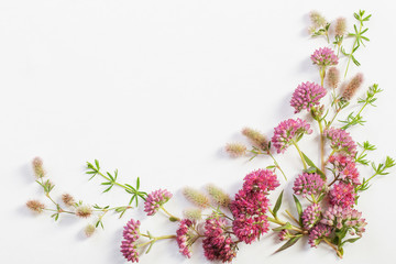 wildflowers on white paper background