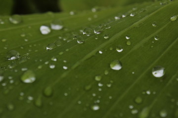 Fototapeta na wymiar Rain drop / water on the banana leaf