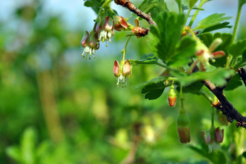 Gooseberry flower close up detail, soft green blurry leaves and bright blue sky background