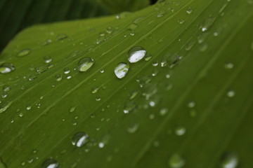 Rain drop / water on the banana leaf