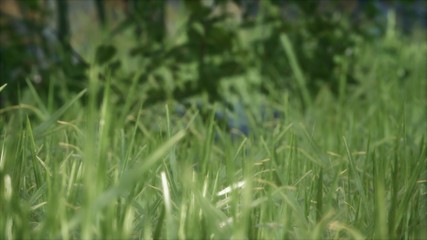 8K Bright spring grass field with sunlight