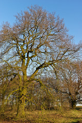 alte Stieleiche im Herbst