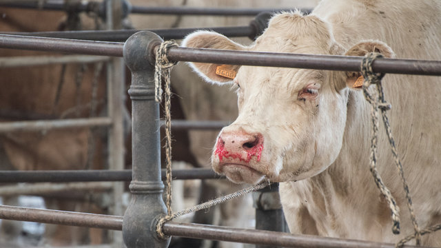 une vache saigne des narines et du nez dans un abattoir apr&egrave;s des maltraitances. souffrance animale