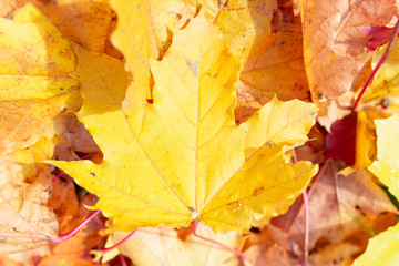 Naklejka na ściany i meble Background group autumn orange leaves. Outdoor.