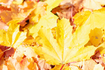 Background group autumn orange leaves. Outdoor.