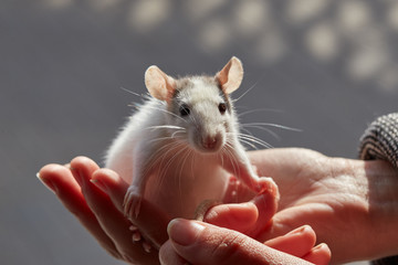 small rat in hands