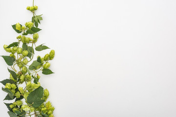 top view of fresh green hop with leaves on white background