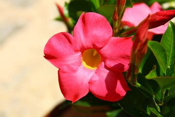 Jasmine flowers