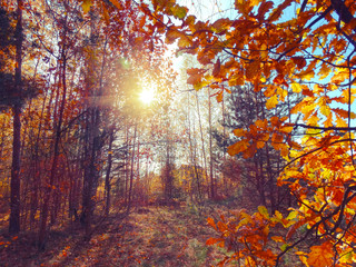 autumn background forest with oak trees and sunny beams