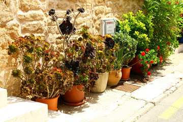 Flowers in pots on the street