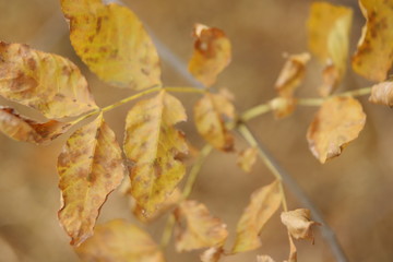 autumn leaves 