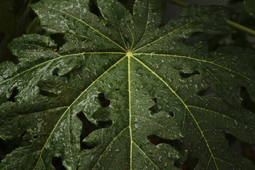 Rain drops / water in the papaya leaf