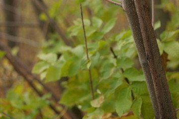 green leaves of tree in spring