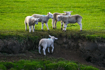 Fototapeta premium 5 lambs playing on edge of field
