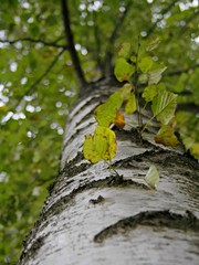 Birch. Bottom view of the branches.