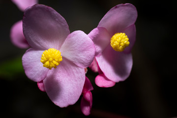 Fototapeta na wymiar Colorful Begonias Semperflores blossoms, pink and yellow.