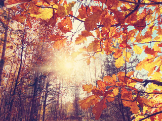 Naklejka na ściany i meble autumn background forest with oak trees and sunny beams