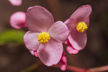 Colorful Begonias Semperflores blossoms, pink and yellow.