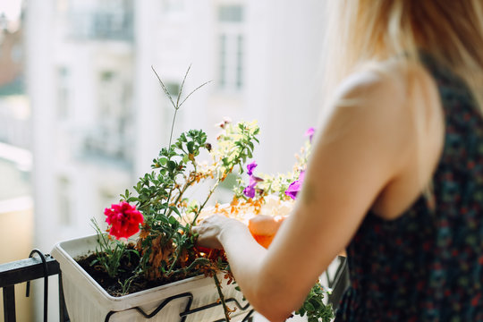 Young Woman On A Balcony Gardening. Colorful Flowers In White Pots