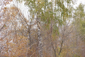 birch in autumn
