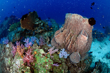 Fototapeta premium Sponge