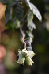 Unreife Nüsse einer Korkenzieherhaselnuss