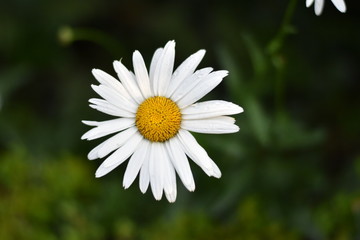 Fototapeta premium Garten-Margerite (Leucanthemum maximum)