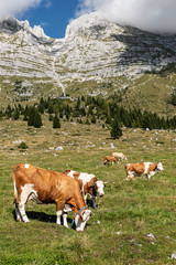 Fototapeta na wymiar Many cows grazing grass in free range breeding, on the Montasio Plateau.