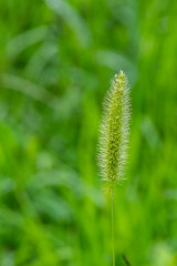 Green Foxtail millet or Green bristlegrass commonly found in South Korea