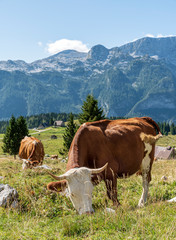 Cow grazing grass in free range breeding, on the Montasio Plateau. The Kanin Massif in background.