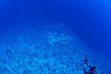 パラオ_ペリリュー_スキューバダイビング
