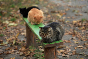 portrait of fluffy wild cat