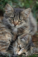 portrait of fluffy wild cat