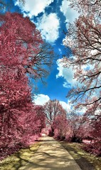 Beautiful fantasy infrared landscape panorama in pink and purple colors