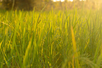close up rice field at sunset