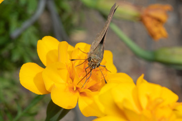 蜜を吸う