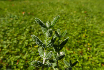 una pianta grassa con lo sfondo di un giardino sfumato
