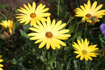 yellow flowers in garden