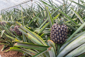 Obraz premium Sweet pineapples growing indoors on a farm in the greenhouse on the Azores, Sao Miguel island