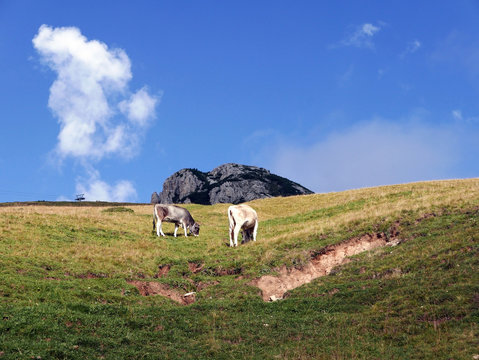 rilassante immagine di mucche al pascolo nel verde delle dolomiti