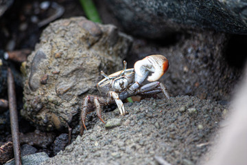 Crab on Rock